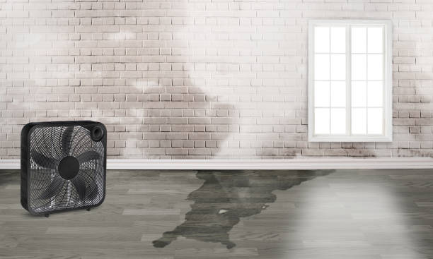 Best Mold removal after water damage  in Lake Riverside, CA